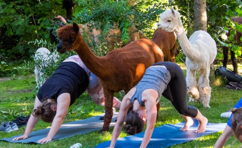 Event-Image for 'Yoga inmitten Alpakas - B&uuml;ron'