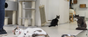 Event-Image for 'Katzenvergesellschaftungen'