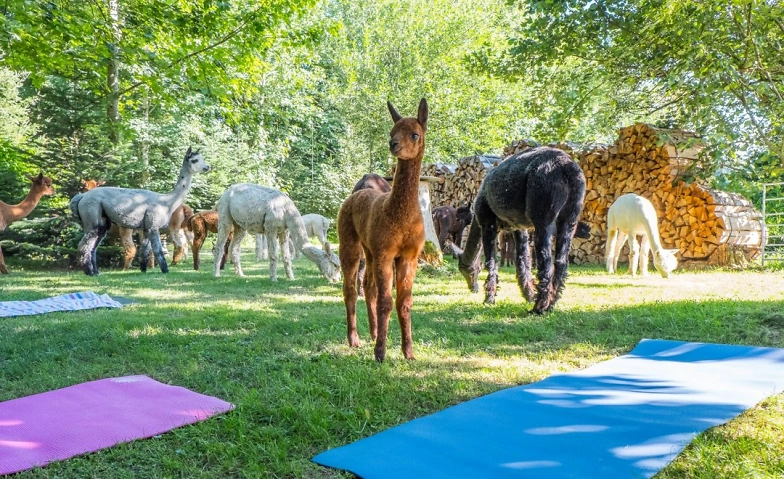 Yoga inmitten Alpakas - Weisslingen
