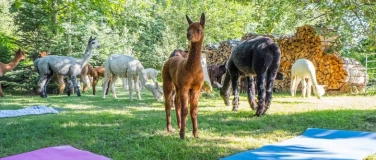 Event-Image for 'Yoga inmitten Alpakas - Weisslingen'