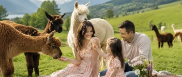 Event-Image for 'Picknick inmitten Alpakas'
