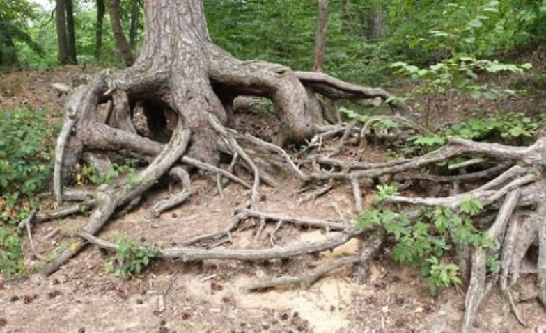 Event-Image for 'Abenteuertour: Das R&auml;tsel des geheimnisvollen Waldes'