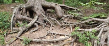 Event-Image for 'Abenteuertour: Das R&auml;tsel des geheimnisvollen Waldes'