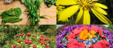 Event-Image for 'Plantes sauvages comestibles au fil des saisons'
