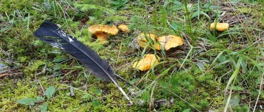 Event-Image for 'Tierspuren erkennen und verstehen, was sie uns verraten'