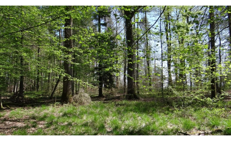 Auf in den Wald!