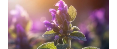 Event-Image for 'Freundinnentag'