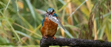 Event-Image for 'Eisvogel-Vortrag'