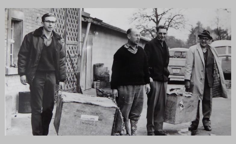 Bäume fällen, Dämme bauen, Burgen graben: 60 Jahre Biber im