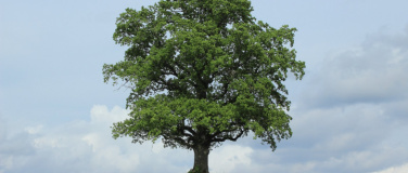 Event-Image for 'B&auml;ume in und um Speicher'