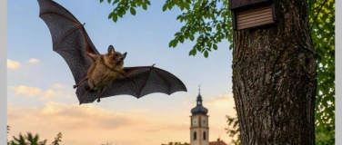 Event-Image for 'Batnight 2026 &ndash; Unterwegs mit den J&auml;gern der Nacht'