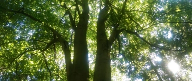 Event-Image for 'Baumgefl&uuml;ster &ndash; Wanderung'