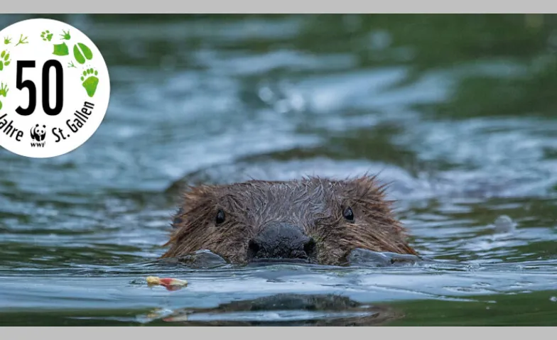 Biber - Baumeister der Natur Bushaltestelle Oberb&uuml;ren, Zentrum, Schlossgarten, 9245 Oberb&uuml;ren Tickets