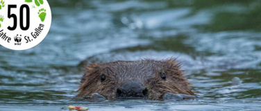 Event-Image for 'Biber - Baumeister der Natur'