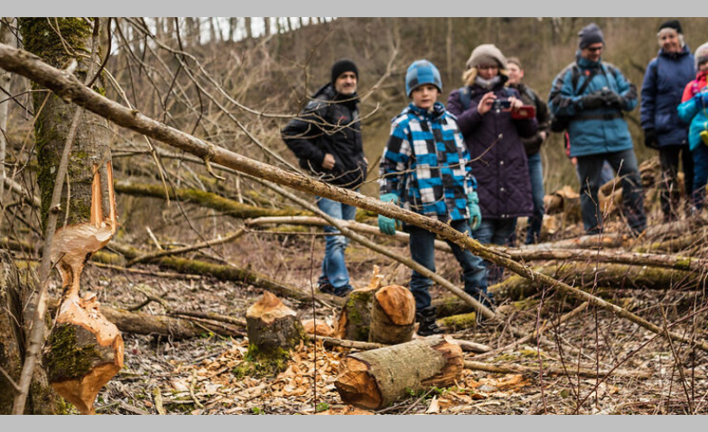 Biber - Baumeister der Natur