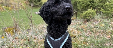 Event-Image for 'Biblio-Kinder-Treff: Hunde'
