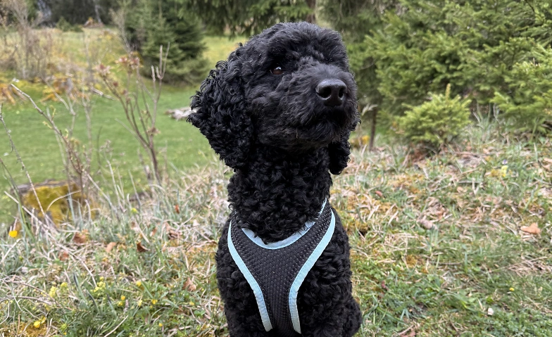 Biblio-Kinder-Treff: Hunde