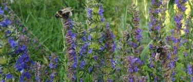 Event-Image for 'GARTENWELT &ndash; &laquo;Die Wildbienen des Klostergartens&raquo;'