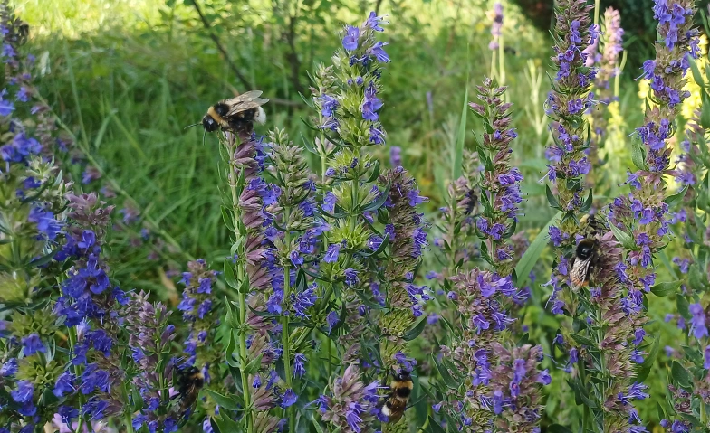 Event-Image for 'GARTENWELT &ndash; &laquo;Die Wildbienen des Klostergartens&raquo;'