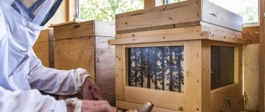 Event-Image for 'Offenes Bienenhaus'