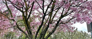 Event-Image for 'Fr&uuml;hling - jetzt! Unterhaltsamer Spaziergang'