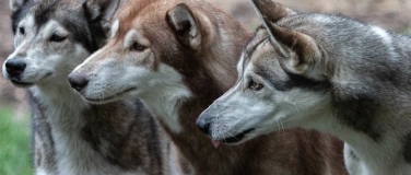 Event-Image for 'Husky  Ferienpass'