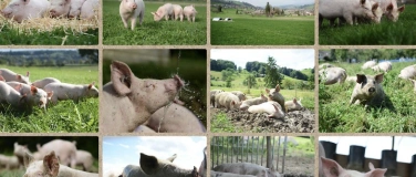 Event-Image for 'Besuch auf der Mein-Schwein-Weide mit Fabio M&uuml;ller'