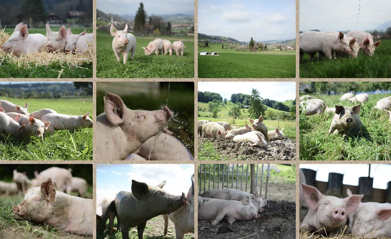 Besuch auf der Mein-Schwein-Weide mit Fabio Müller