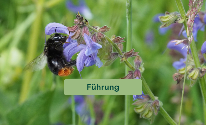 Biodiversit&auml;tsf&uuml;hrung Billets