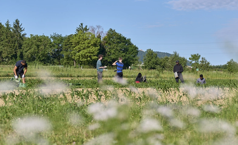 Event-Image for 'Arbeitseins&auml;tze auf dem Birsmattehof'
