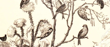 Event-Image for 'Wo sich die Schnepfe mit dem Schluckspecht trifft'