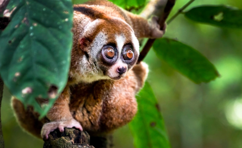 Borneo - Leben im Regenwald - Explora Live Show