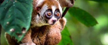 Event-Image for 'Borneo - Leben im Regenwald - Explora Live Show'