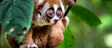 Event-Image for 'Borneo - Leben im Regenwald'