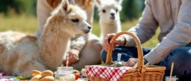 Event-Image for 'Picknick inmitten Alpakas - Giswil'