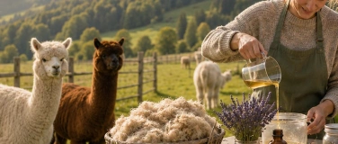 Event-Image for 'Seifenkurs inmitten Alpakas &ndash; mit Alpakawolle - Oetwil am Se'