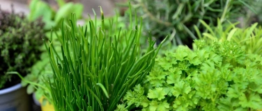 Event-Image for 'Kr&auml;uterspaziergang'