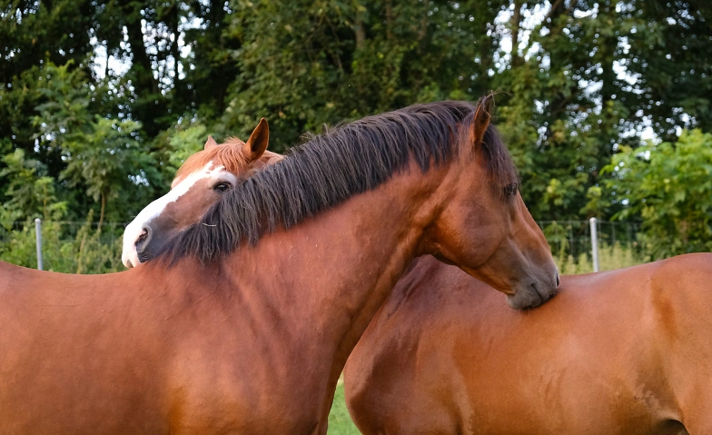 Le Haras national et la clinique équine d'Avenches