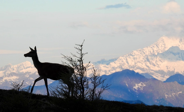Event-Image for 'Wildbeobachtungen im Misox'