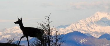 Event-Image for 'Wildbeobachtungen im Misox'