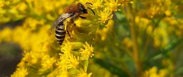 Event-Image for 'Workshop: Nahrungsangebote f&uuml;r Wildbienen schaffen'