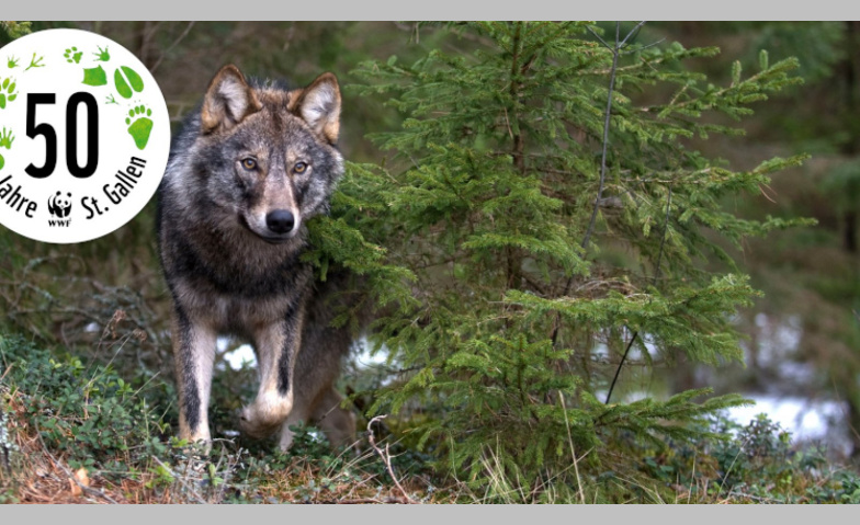 Dem Wolf auf der Spur