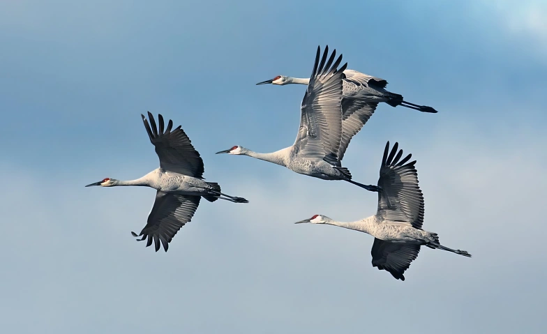 Tierwanderungen: Eine wichtige Dimension der Biodiversität