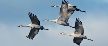Event-Image for 'Tierwanderungen: Eine wichtige Dimension der Biodiversit&auml;t'