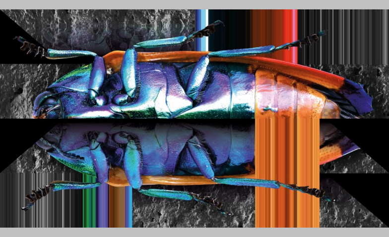 Event-Image for 'Die Verwandlung'