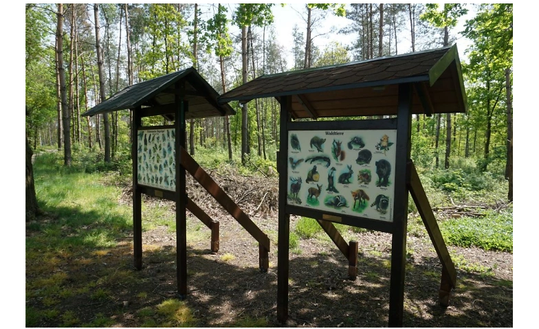 Wanderung mit naturpädagogischem Hintergrund im Karswald