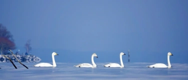 Event-Image for 'Wasservogelexkursion Arbon bis Romanshorn'