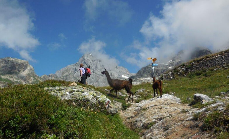 Event-Image for 'Herbstausflug 2026: Lamatrekking Bristen'