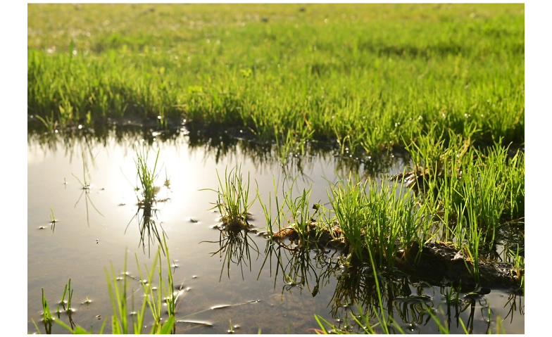 Event-Image for 'Der Schwammgarten - effizienter Umgang mit Wasser'