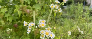 Event-Image for 'Kurs &bdquo;Problematische Neophyten in der Stadt Zofingen&ldquo;'